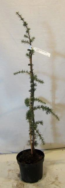 Treurceder Als Boom (Cedrus Libani 'Glauca Pendula') 8 Treurceder Als Boom (Cedrus Libani 'Glauca Pendula') - Afbeelding 8