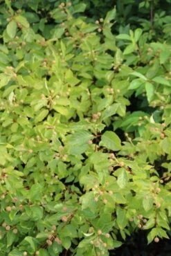 Kogelbloem (Cephalanthus Occidentalis) -Green Roots Exporteren Winkel cephalanthus occidentalis 1