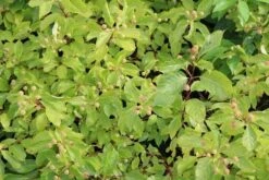 Kogelbloem (Cephalanthus Occidentalis) -Green Roots Exporteren Winkel cephalanthus occidentalis 2