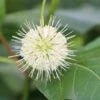 Kogelbloem (Cephalanthus Occidentalis)