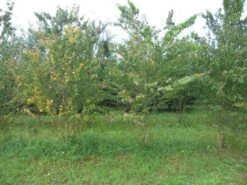 Katsoera Als Struik (Cercidiphyllum Japonicum) -Green Roots Exporteren Winkel cercidiphyllum jap 300 400 2