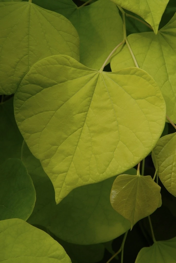 Judasboom Als Struik (Cercis Canadensis) 2 Judasboom Als Struik (Cercis Canadensis) - Afbeelding 2
