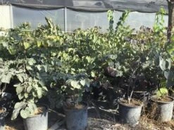 Judasboom Als Struik (Cercis Canadensis 'Forest Pansy') -Green Roots Exporteren Winkel cercis canadensis forest pansy 100 125 cm