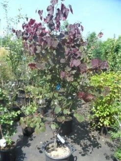 Judasboom Als Struik (Cercis Canadensis 'Forest Pansy') -Green Roots Exporteren Winkel cercis canadensis forest pansy 150 175 1 1