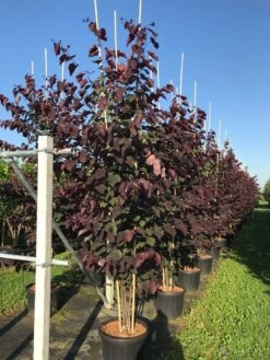 Meerstammige Judasboom (Cercis Canadensis 'Forest Pansy') -Green Roots Exporteren Winkel cercis canadensis forest pansy c50 3 stem