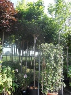 Chinese Judasboom (Cercis Chinensis 'Avondale') -Green Roots Exporteren Winkel cercis chinensis avondale 10 12 14ho cont