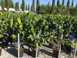 Chinese Judasboom (Cercis Chinensis 'Avondale') -Green Roots Exporteren Winkel cercis chinensis avondale 100 125 c18