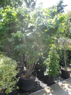 Chinese Judasboom (Cercis Chinensis 'Avondale') -Green Roots Exporteren Winkel cercis chinensis avondale 175 200 250