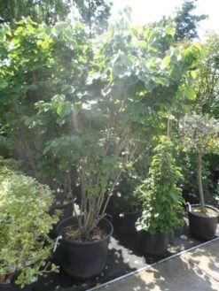 Chinese Judasboom (Cercis Chinensis 'Avondale') -Green Roots Exporteren Winkel cercis chinensis avondale 175 200 250 1
