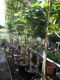 Chinese Judasboom (Cercis Chinensis 'Avondale') -Green Roots Exporteren Winkel cercis chinensis avondale halfstam c35