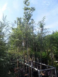 Judasboom (Cercis Siliquastrum) -Green Roots Exporteren Winkel cercis siliquastrum 10 12ho cont 1