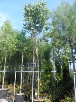 Judasboom (Cercis Siliquastrum) -Green Roots Exporteren Winkel cercis siliquastrum 18 20ho cont 1