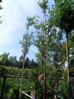 Judasboom (Cercis Siliquastrum) -Green Roots Exporteren Winkel cercis siliquastrum 8 10 12ho cont 1