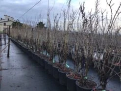 Chinese Judasboom (Cercis Chinensis 'Shirobana') 8 Chinese Judasboom (Cercis Chinensis 'Shirobana') -Green Roots Exporteren Winkel cercisshirbana