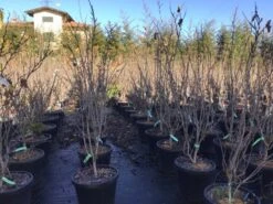 Chinese Judasboom (Cercis Chinensis 'Shirobana') 7 Chinese Judasboom (Cercis Chinensis 'Shirobana') -Green Roots Exporteren Winkel cercisshirobana125