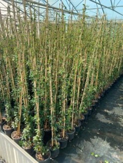 Toscaanse Jasmijn (Trachelospermum Jasminoides 'Winter Ruby') -Green Roots Exporteren Winkel cf397af1 424c 440f b659 6b33d5eedf60