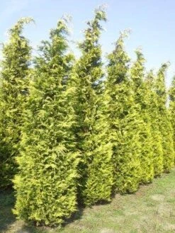 Gele Haagconifeer (Chamaecyparis Lawsoniana 'Ivonne') -Green Roots Exporteren Winkel cham l ivonne 400 450 1