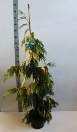 Cypres (Chamaecyparis Nootkatensis 'Pendula') -Green Roots Exporteren Winkel chamacyparis n pendula 100 125 cm co. 10l b kopie