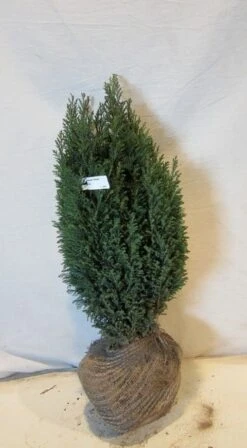 Cypres (Chamaecyparis Lawsoniana 'Ellwoodii') -Green Roots Exporteren Winkel chamacyparislellwoodii050 060