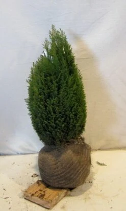 Cypres (Chamaecyparis Lawsoniana 'Ellwoodii') -Green Roots Exporteren Winkel chamacyparislellwoodiigold050 060