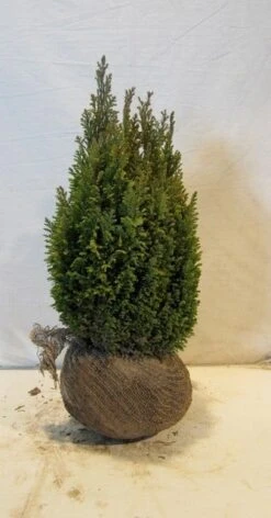 Cypres (Chamaecyparis Lawsoniana 'Ellwoodii') -Green Roots Exporteren Winkel chamacyparislellwoodiigold45 50