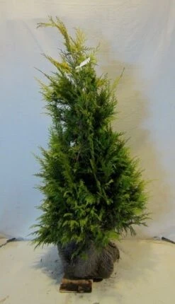 Cypres (Chamaecyparis Lawsoniana 'Golden Wonder') -Green Roots Exporteren Winkel chamacyparislgoldenwonder100 125