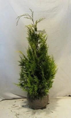 Gele Haagconifeer (Chamaecyparis Lawsoniana 'Ivonne') -Green Roots Exporteren Winkel chamacyparislivonne080 100