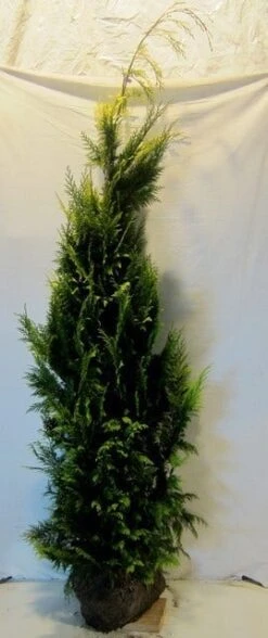 Gele Haagconifeer (Chamaecyparis Lawsoniana 'Ivonne') -Green Roots Exporteren Winkel chamacyparislivonne175 200
