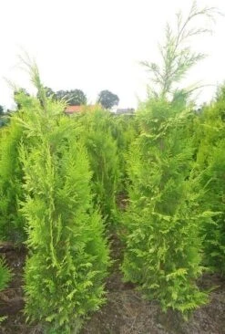 Gele Haagconifeer (Chamaecyparis Lawsoniana 'Ivonne') -Green Roots Exporteren Winkel chamacyparislivonne80125vh