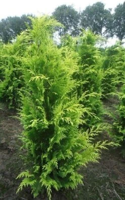Gele Haagconifeer (Chamaecyparis Lawsoniana 'Stardust') -Green Roots Exporteren Winkel chamacyparislstard100125vh