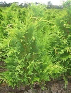 Gele Haagconifeer (Chamaecyparis Lawsoniana 'Stardust') -Green Roots Exporteren Winkel chamacyparislstard60100jv