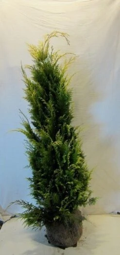 Gele Haagconifeer (Chamaecyparis Lawsoniana 'Stardust') -Green Roots Exporteren Winkel chamacyparislstardust125 150
