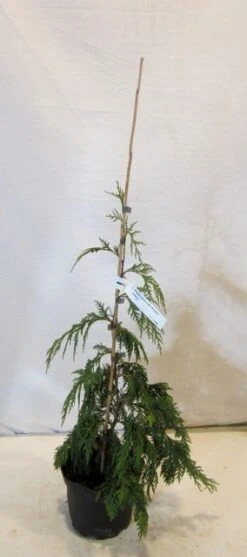 Cypres (Chamaecyparis Nootkatensis 'Pendula') -Green Roots Exporteren Winkel chamacyparisnpendula050 060