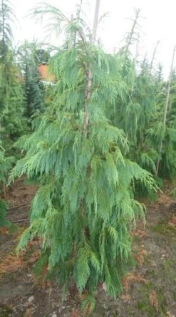 Cypres (Chamaecyparis Nootkatensis 'Pendula') -Green Roots Exporteren Winkel chamacyparisntkpend.125150ak