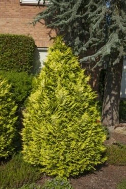 Gele Haagconifeer (Chamaecyparis Lawsoniana 'Ivonne') -Green Roots Exporteren Winkel chamaecyparis law. ivonne
