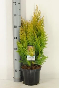 Gele Haagconifeer (Chamaecyparis Lawsoniana 'Ivonne') -Green Roots Exporteren Winkel chamaecyparis law. ivonne c3 m
