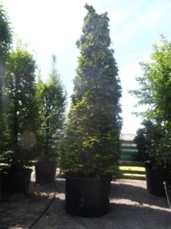 Gele Haagconifeer (Chamaecyparis Lawsoniana 'Ivonne') -Green Roots Exporteren Winkel chamaecyparis lawsoniana ivonne 500 600 c750