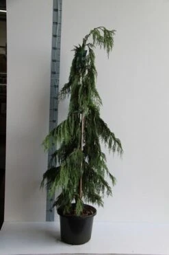 Cypres (Chamaecyparis Nootkatensis 'Pendula') -Green Roots Exporteren Winkel chamaecyparis n. pendula 125 150 cm co. 12l v