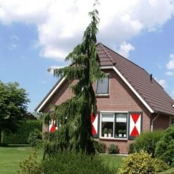 Cypres (Chamaecyparis Nootkatensis 'Pendula') -Green Roots Exporteren Winkel chamaecyparis nootk. pendula 1