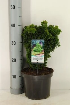 Dwergcypres (Chamaecyparis Obtusa 'Nana Gracilis') 11 Dwergcypres (Chamaecyparis Obtusa 'Nana Gracilis') -Green Roots Exporteren Winkel chamaecyparis obt. nana gracilis c3 m