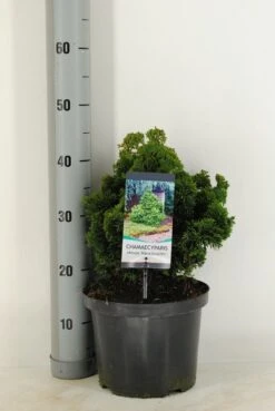 Dwergcypres (Chamaecyparis Obtusa 'Nana Gracilis') 10 Dwergcypres (Chamaecyparis Obtusa 'Nana Gracilis') -Green Roots Exporteren Winkel chamaecyparis obt. nana gracilis c5 m