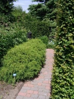 Cypres (Chamaecyparis Pisifera 'Filifera Nana') 11 Cypres (Chamaecyparis Pisifera 'Filifera Nana') -Green Roots Exporteren Winkel chamaecyparis pis. filifera nana