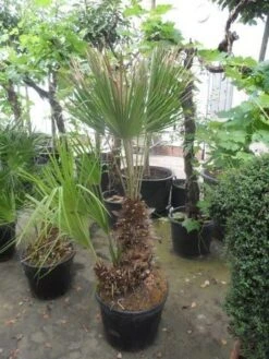 Dwergpalm (Chamaerops Humilis) -Green Roots Exporteren Winkel chamaerops humilis 100 125 150 c70 1 1