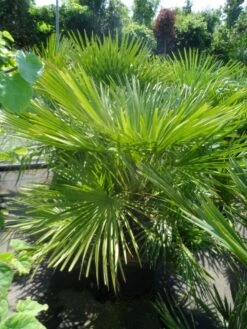 Dwergpalm (Chamaerops Humilis) -Green Roots Exporteren Winkel chamaerops humilis 100 125 c50