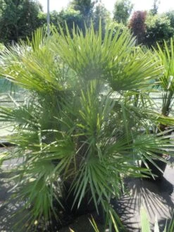 Dwergpalm (Chamaerops Humilis) -Green Roots Exporteren Winkel chamaerops humilis 125 150 c70 1