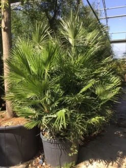 Dwergpalm (Chamaerops Humilis) -Green Roots Exporteren Winkel chamaerops humilis 150175cm c130