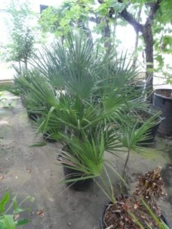 Dwergpalm (Chamaerops Humilis) -Green Roots Exporteren Winkel chamaerops humilis 80 100 c35 1