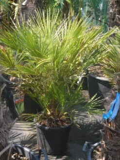 Dwergpalm (Chamaerops Humilis) -Green Roots Exporteren Winkel chamaerops humilis c20 60 80
