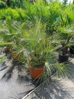 Dwergpalm (Chamaerops Humilis 'Cerifera') -Green Roots Exporteren Winkel chamaerops humilis cerifera 80 100 c30 1