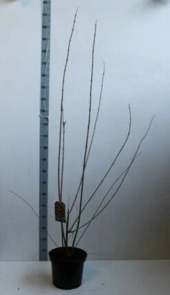 Winterzoet (Chimonanthus Praecox) -Green Roots Exporteren Winkel chimonanthus praecox 100 125 cm co. 12l kopie